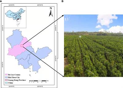 Citrus green fruit detection via improved feature network extraction